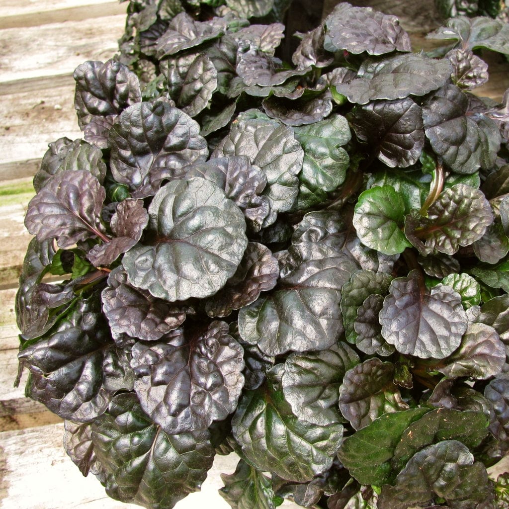 Ajuga 'Black Scallop' - Image 3