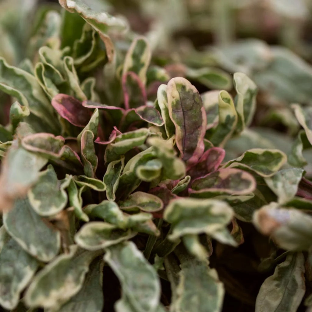 Ajuga 'Princess Nadia'