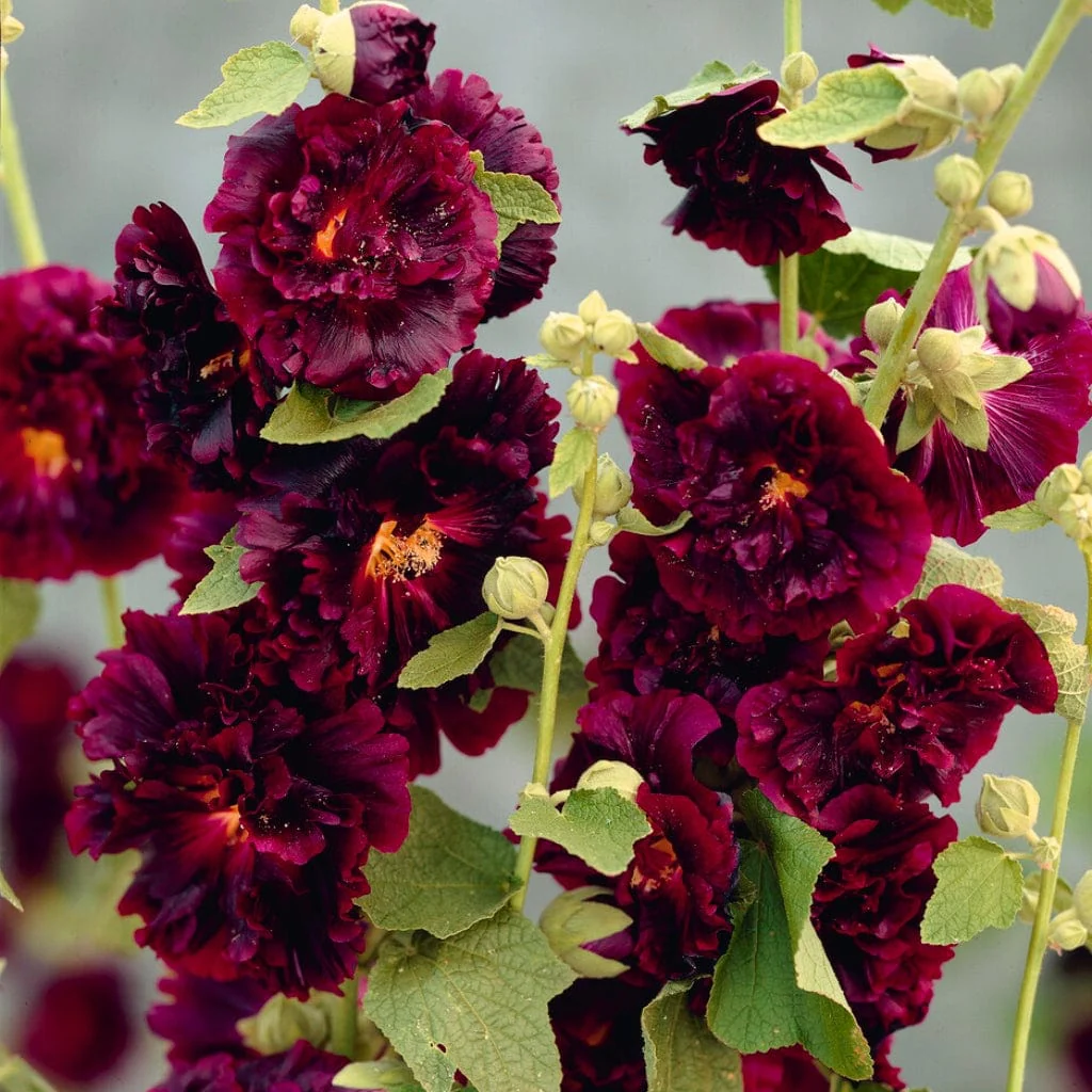 Hollyhock 'Chaters Purple'