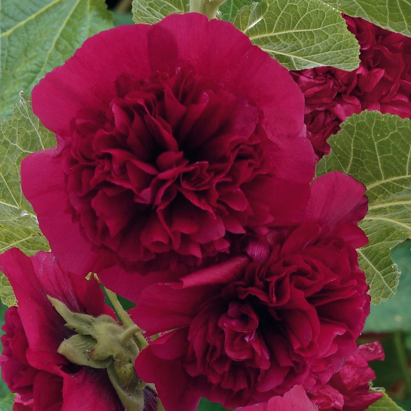 Hollyhock 'Chaters Purple' - Image 2