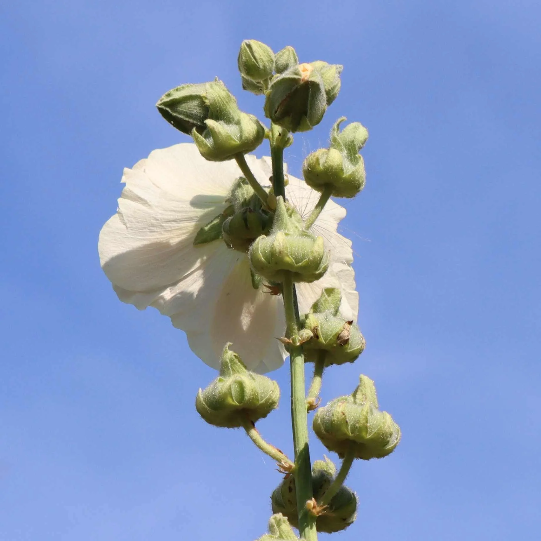 Hollyhock 'Chaters White' - Image 2