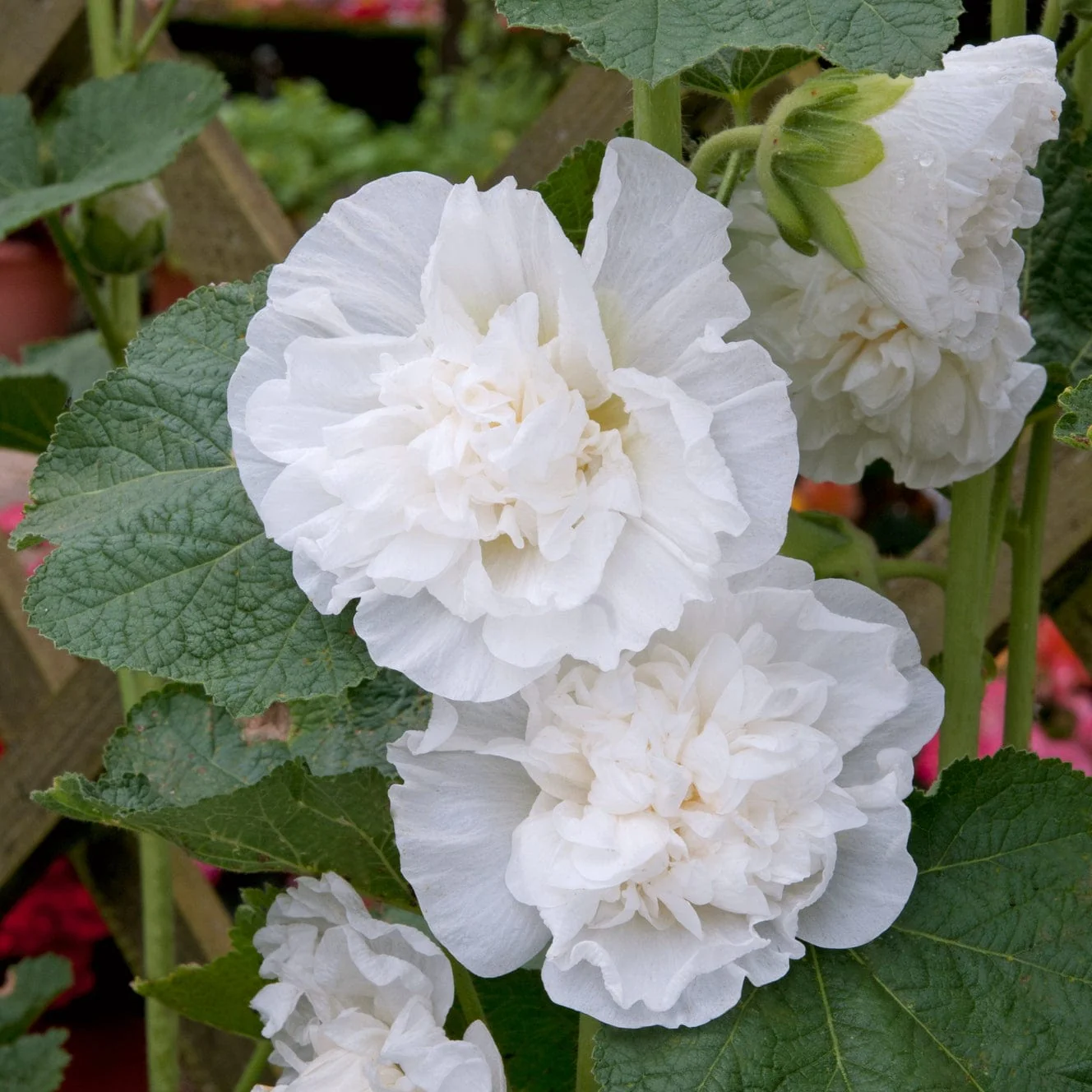 Hollyhock 'Chaters White' - Image 3