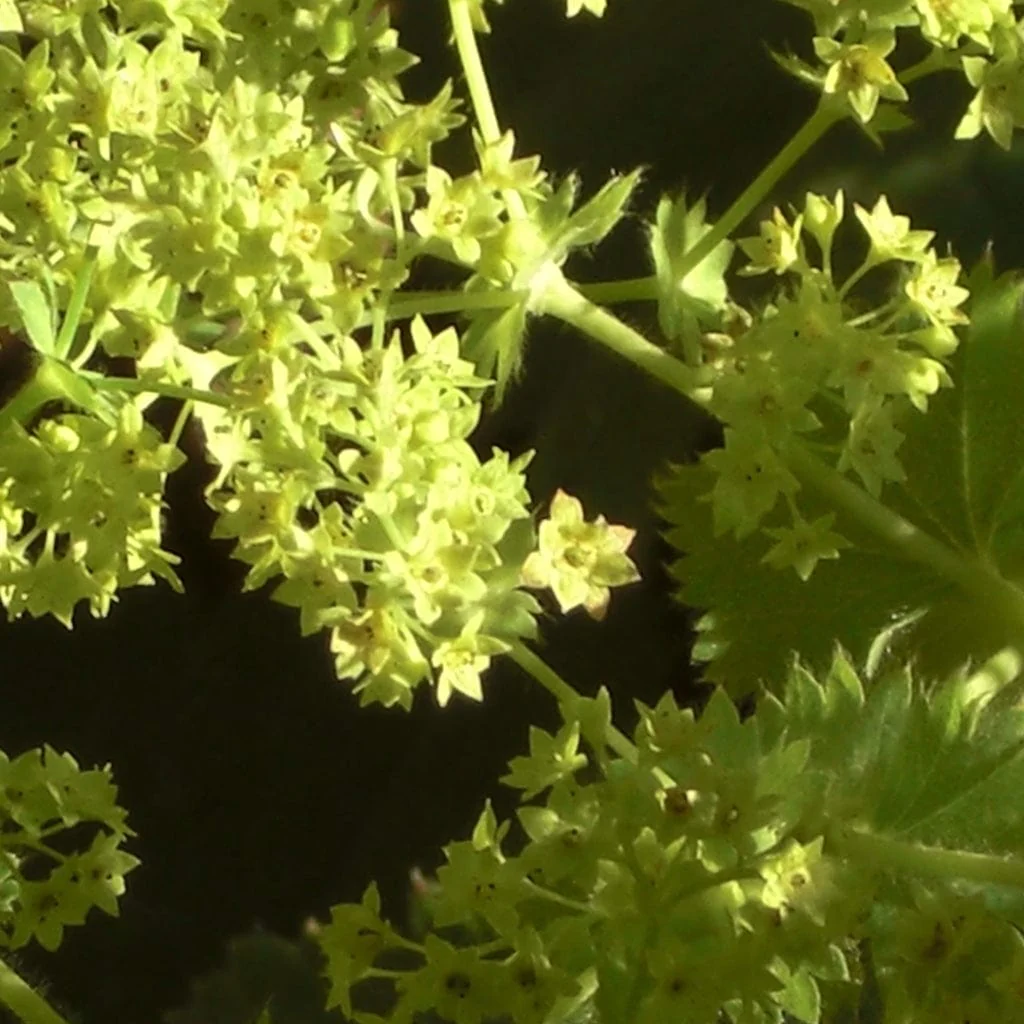 Alchemilla 'Thriller'