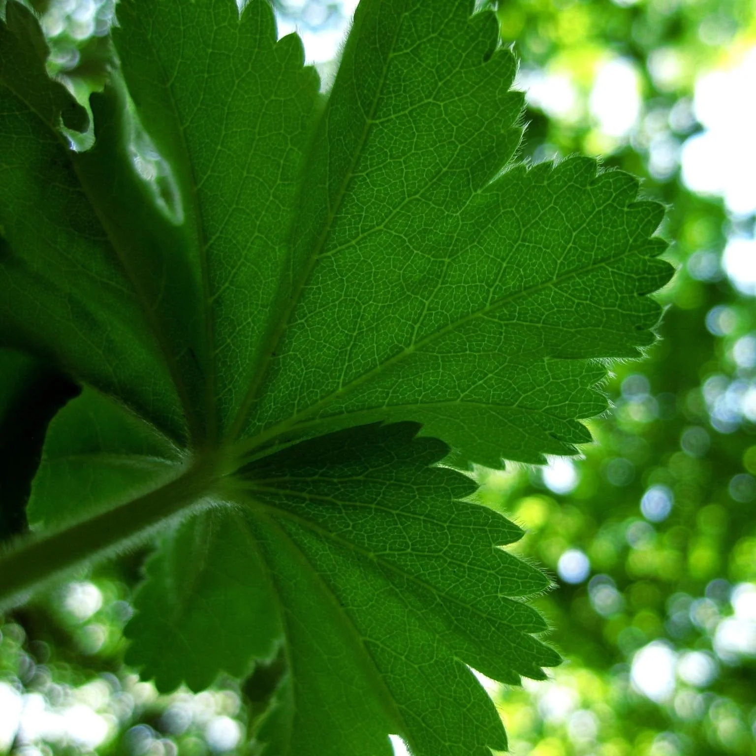 Alchemilla 'Thriller' - Image 6