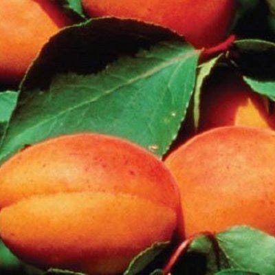 'Alfred' Apricot Tree - Image 3