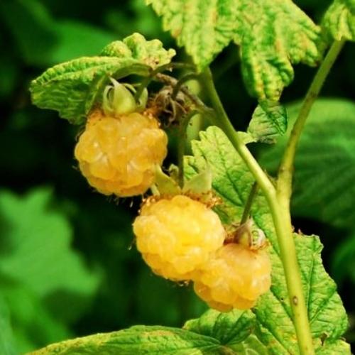 'All Gold' Raspberry Plants - Image 3