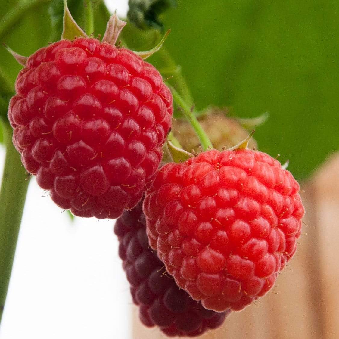 All Season Raspberry Plants Collection - Image 4