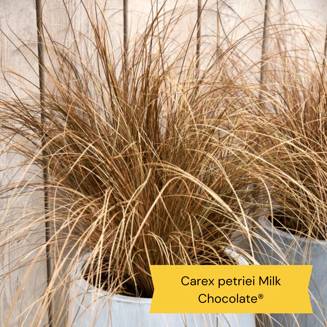 All Year Round Plants | The Best Hardy Perennials - Image 10