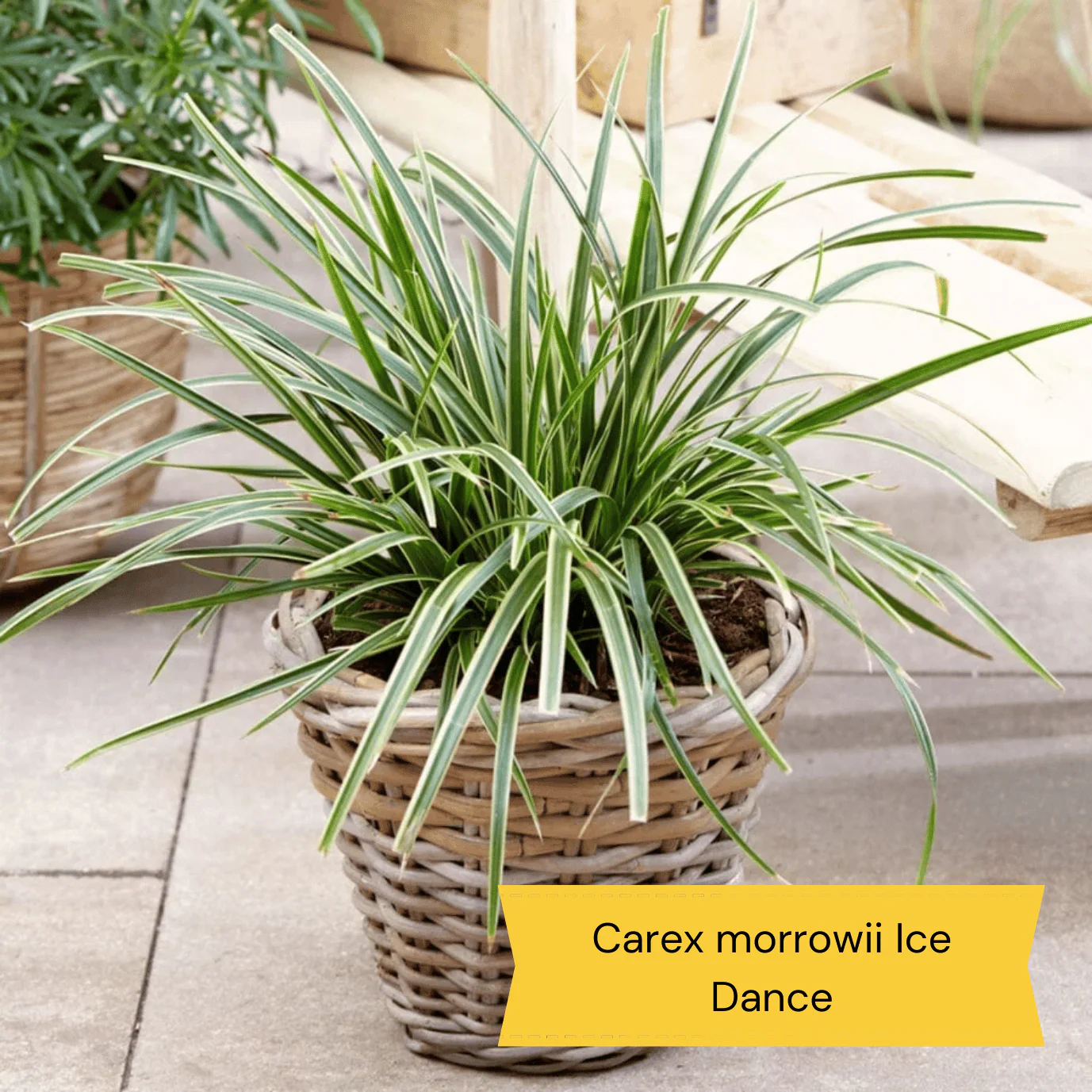 All Year Round Plants | The Best Hardy Perennials - Image 2