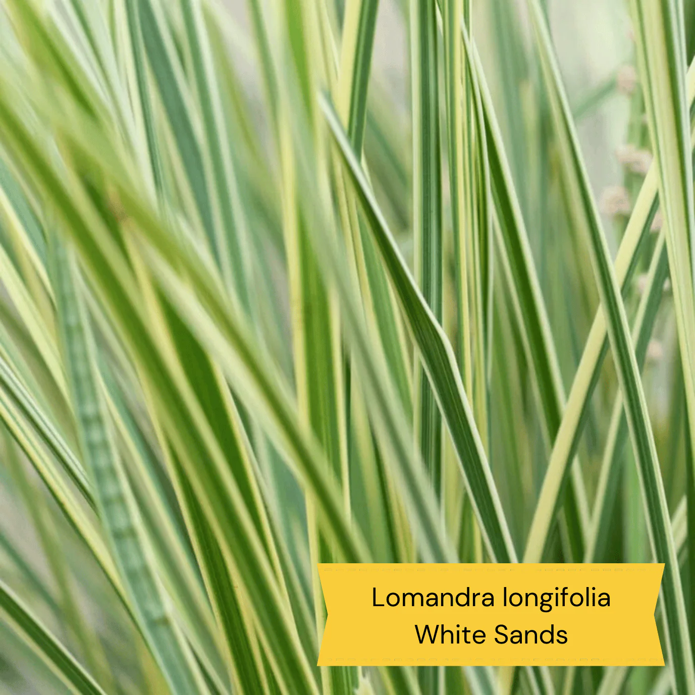All Year Round Plants | The Best Hardy Perennials - Image 3