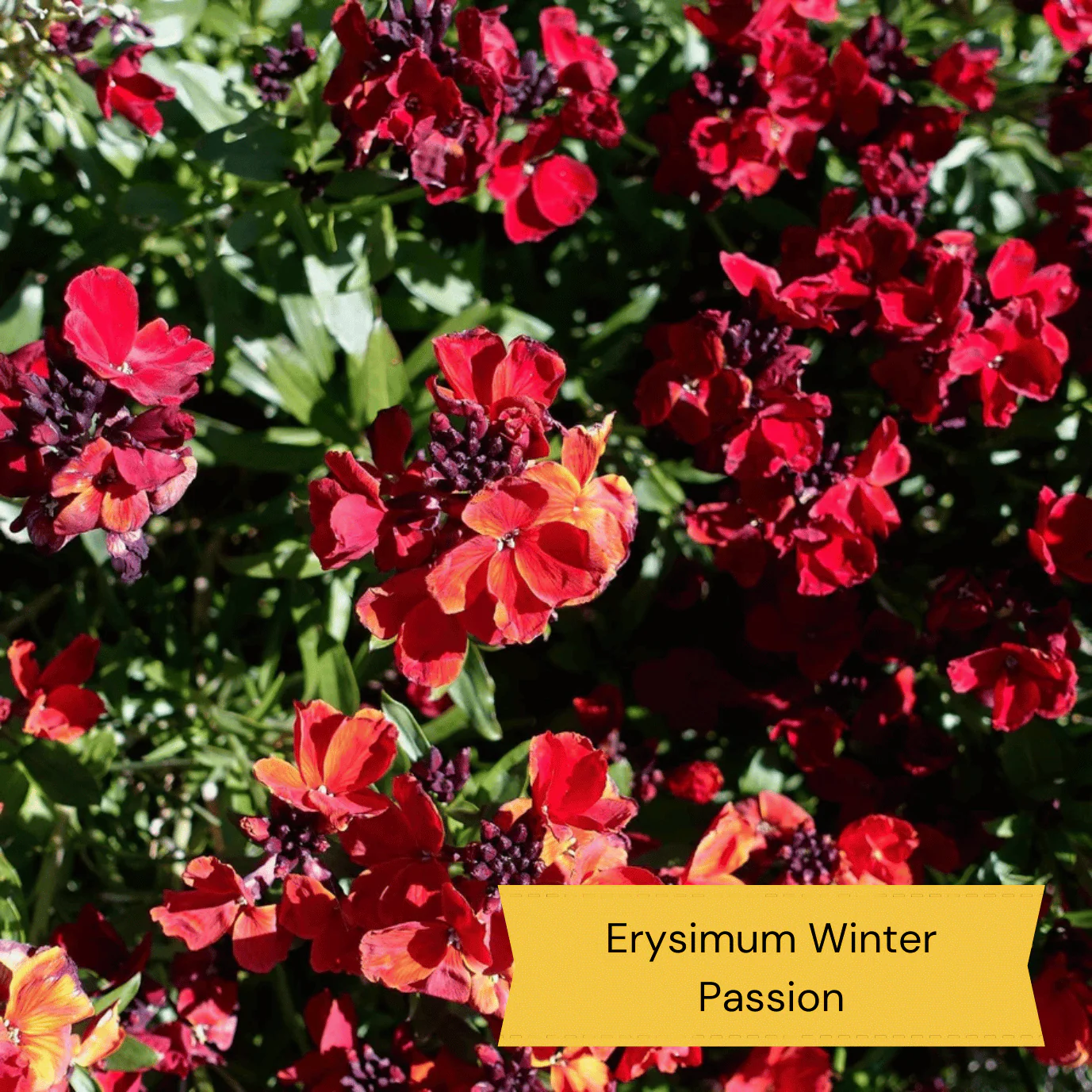 All Year Round Plants | The Best Hardy Perennials - Image 6