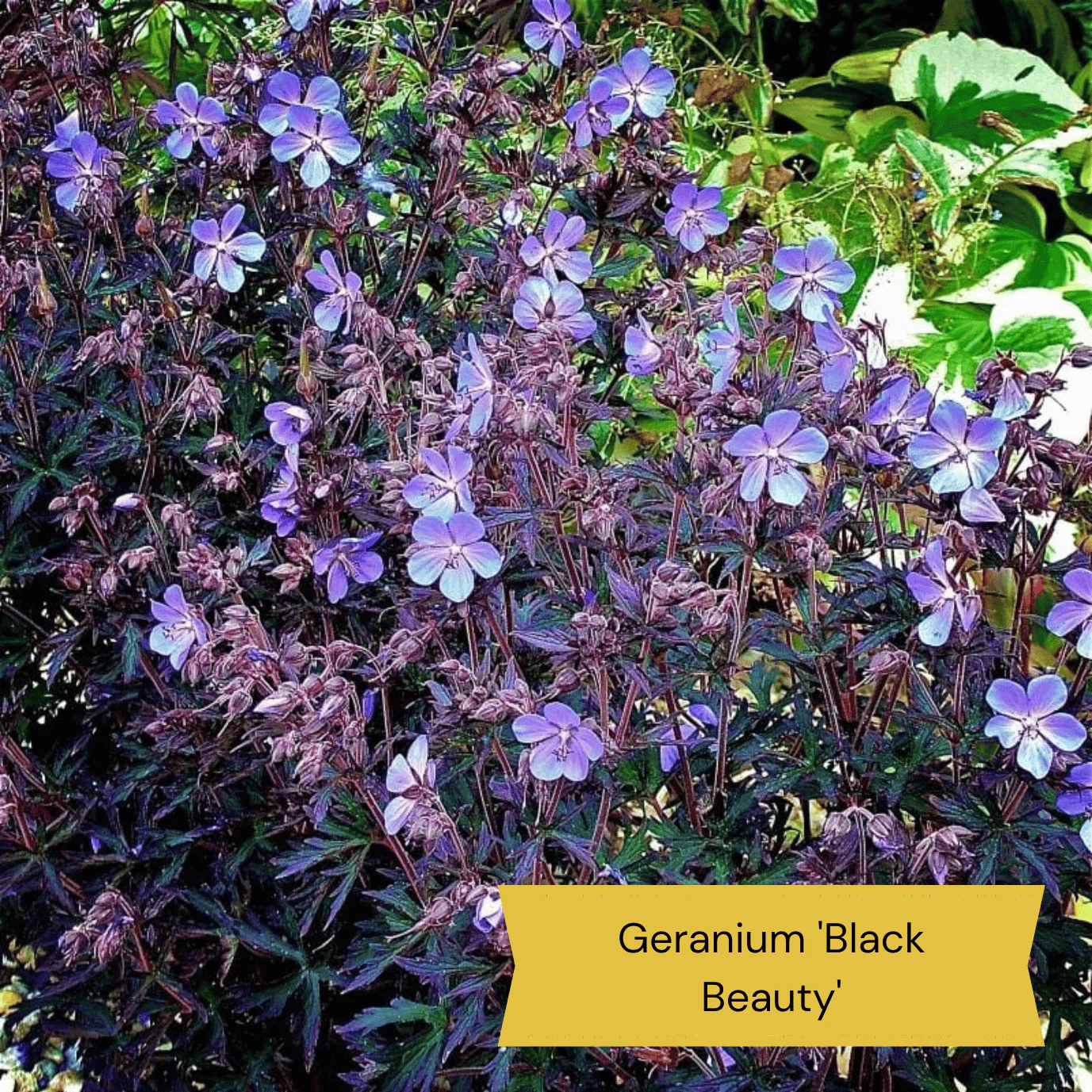 All Year Round Plants | The Best Hardy Perennials - Image 8