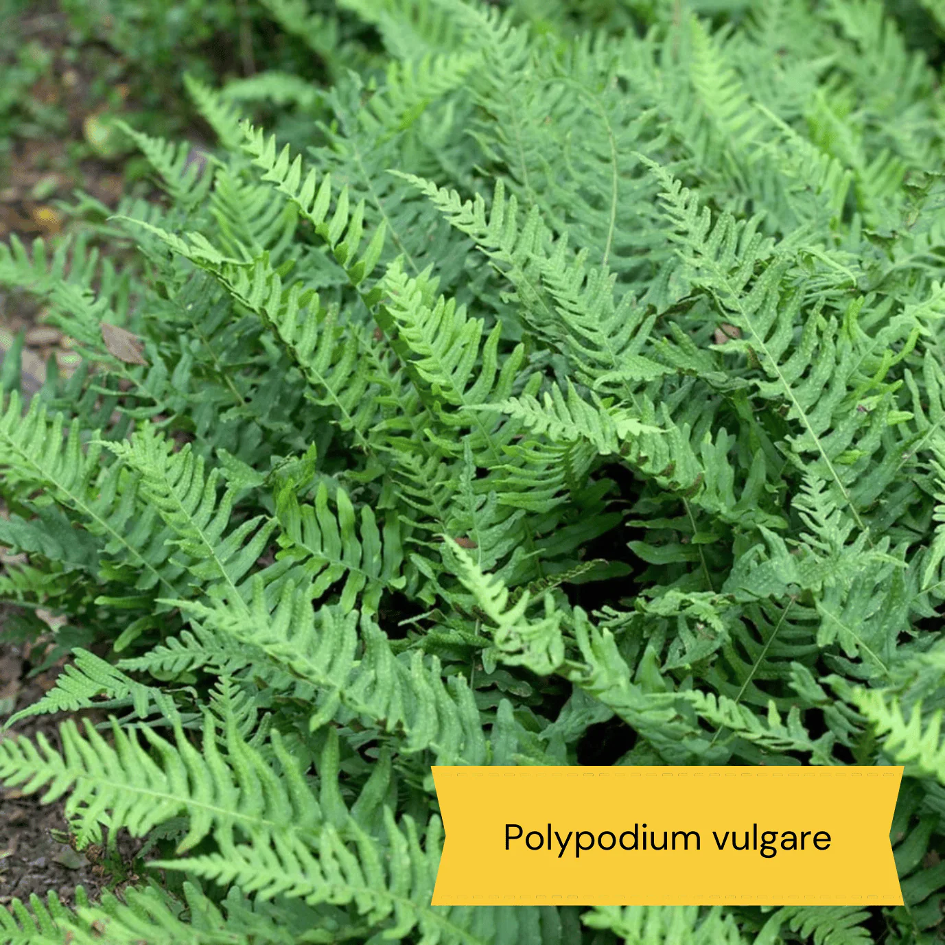 All Year Round Plants | The Best Hardy Perennials - Image 9