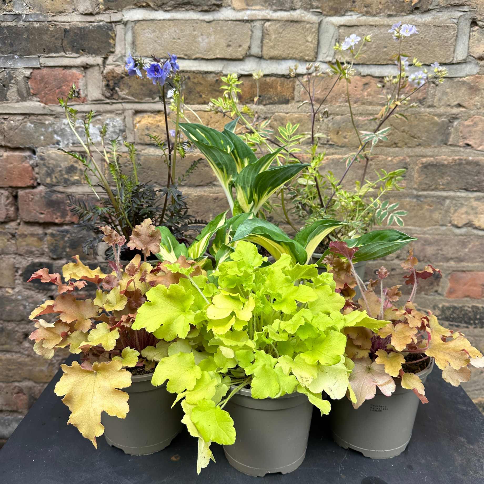 All Year Round Window Box Collection - Image 2