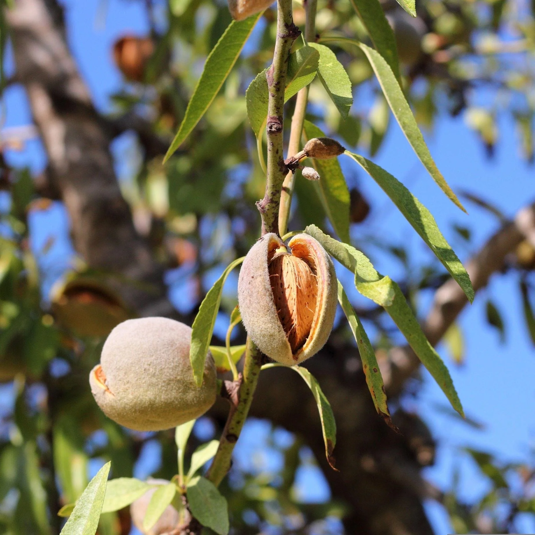 Almond Tree | Prunus dulcis 'Robijn' - Image 3