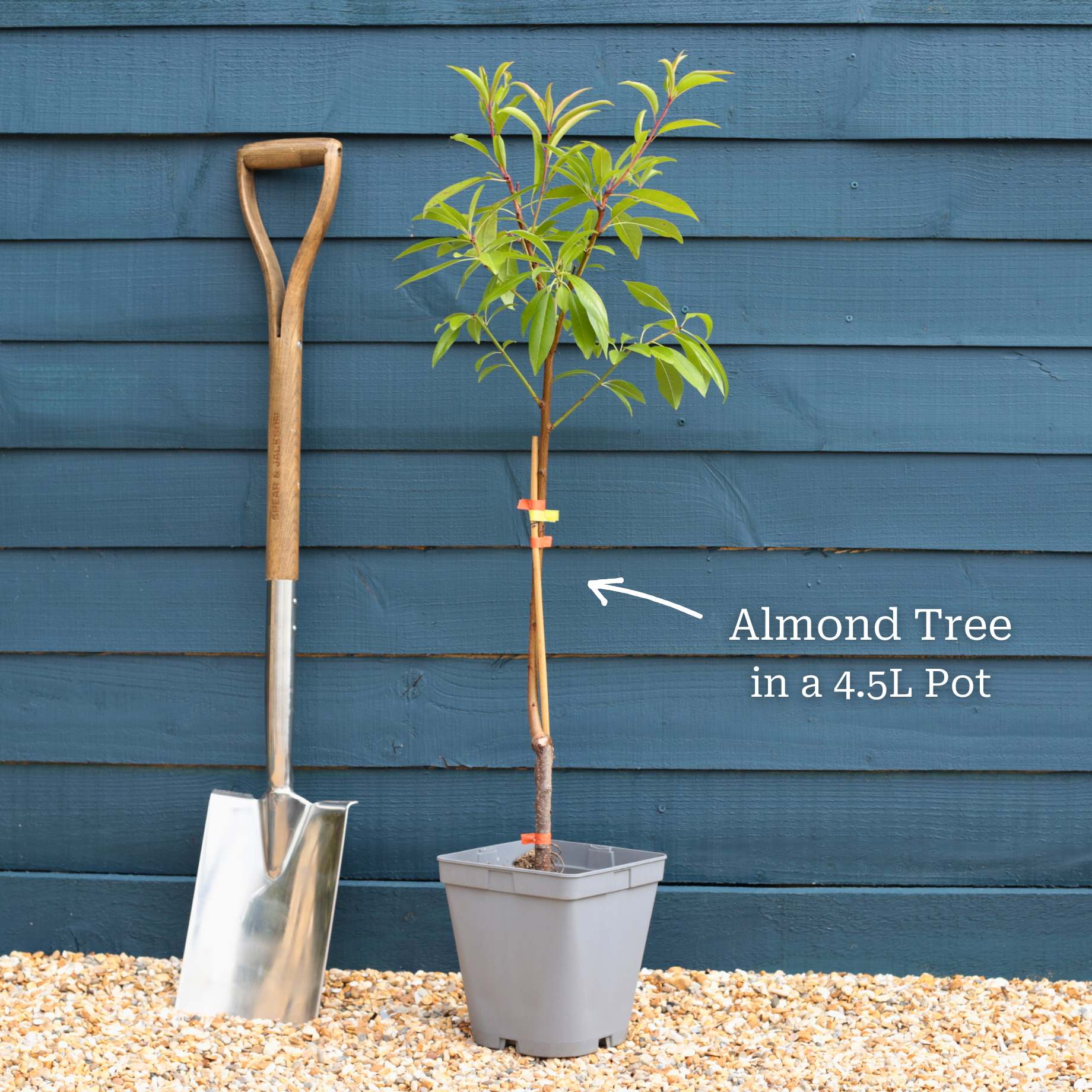 Almond Tree | Prunus dulcis 'Robijn' - Image 4