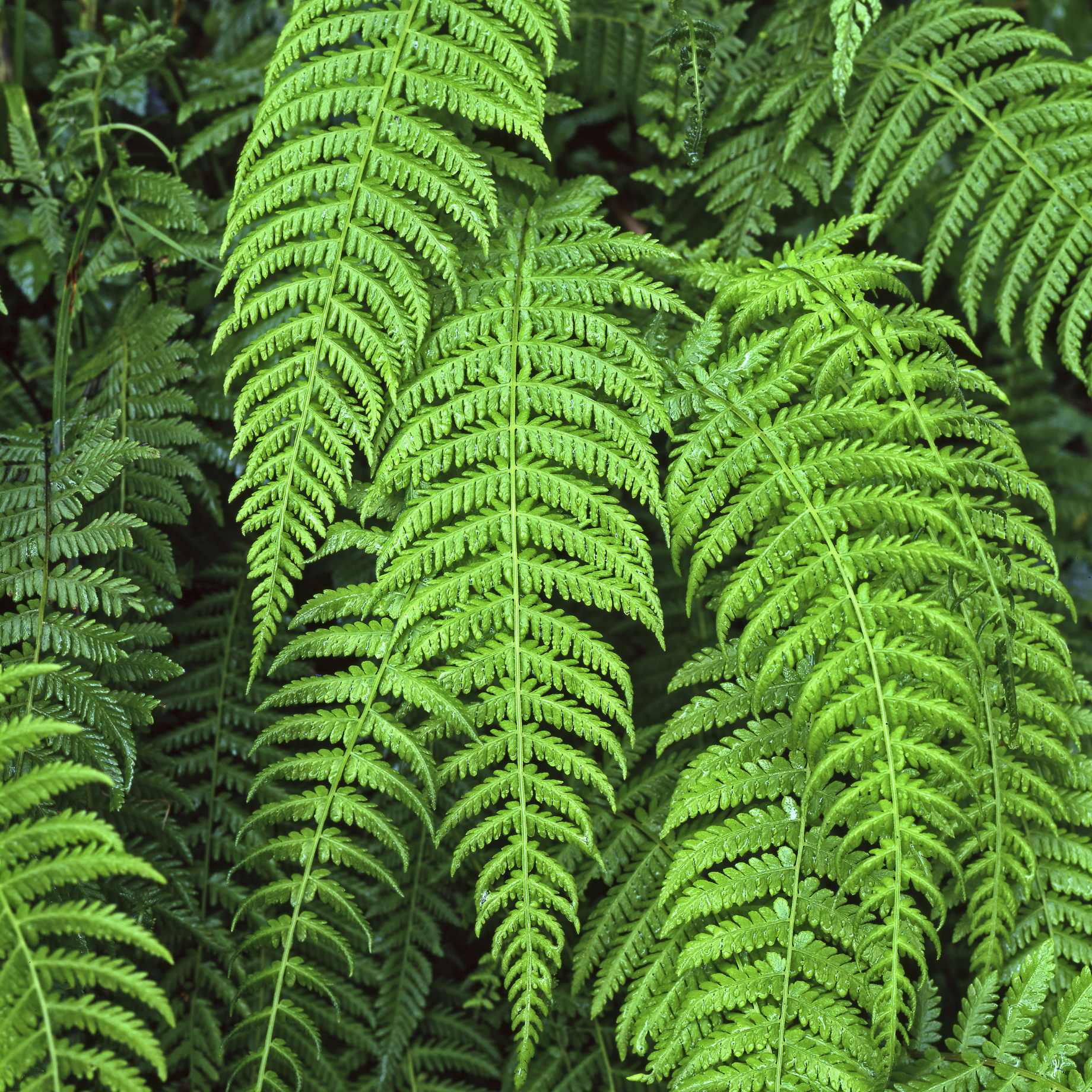 Alpine Wood Fern | Dryopteris Wallichiana 'Jurassic Gold'
