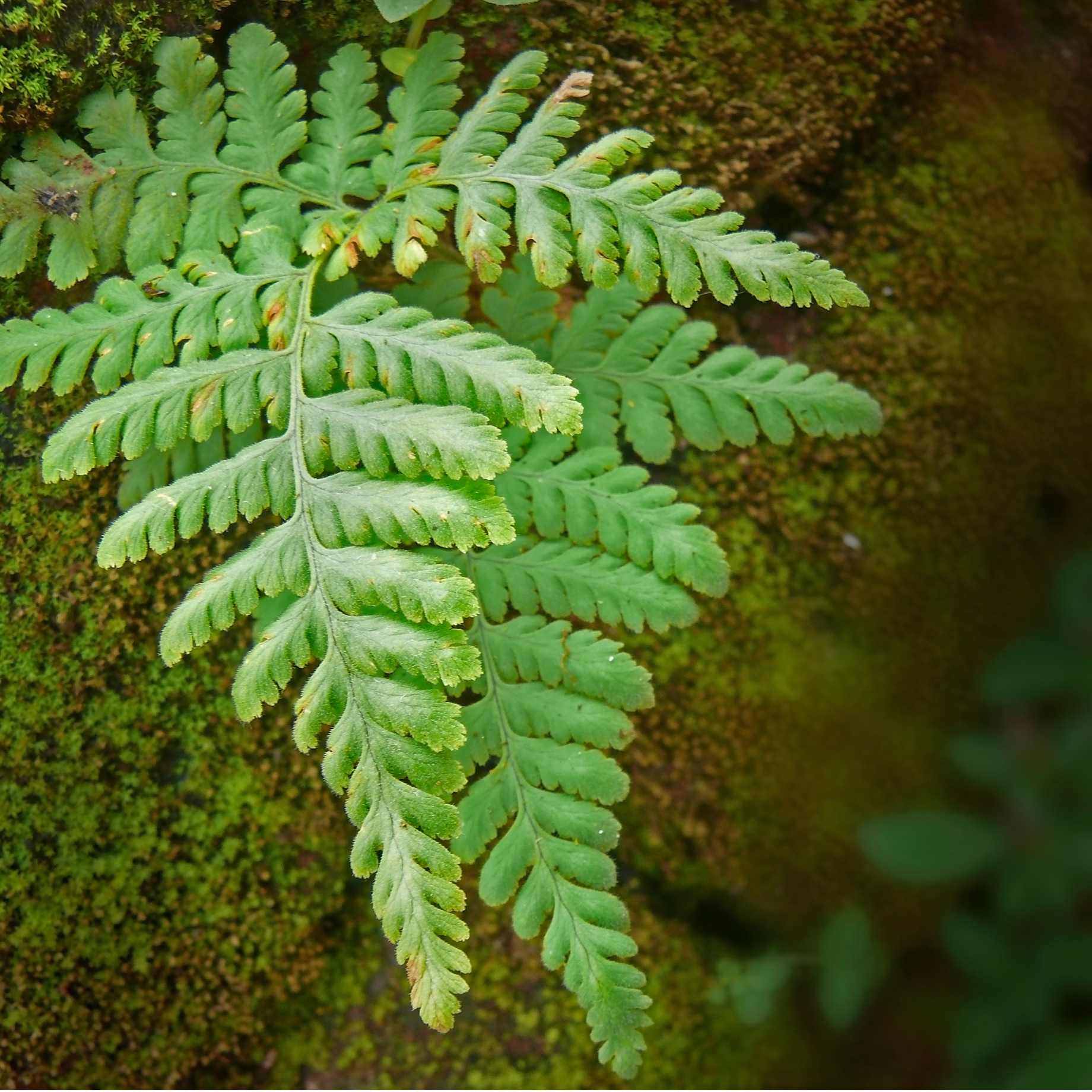 Alpine Wood Fern | Dryopteris Wallichiana 'Jurassic Gold' - Image 2