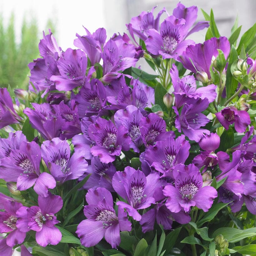 Alstroemeria 'Inticancha Indigo' - Image 3
