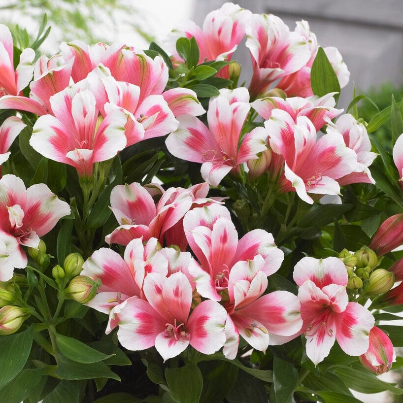 Alstroemeria 'Inticancha Maya'