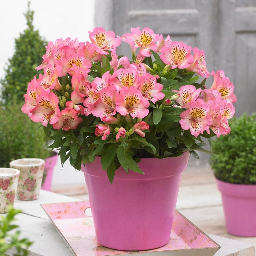 Alstroemeria 'Inticancha Sunshine' - Image 2