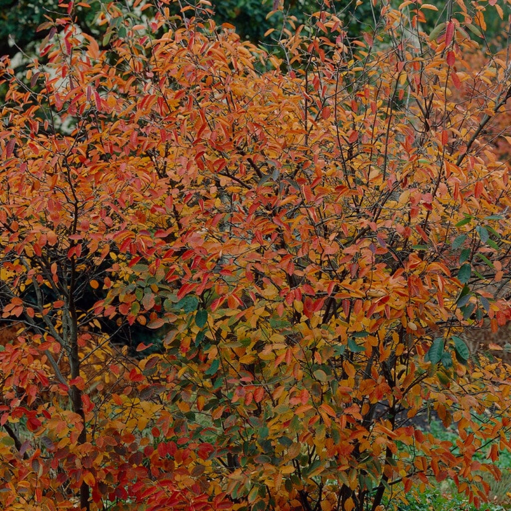 Juneberry Hedging | Amelanchier Canadensis - Image 3