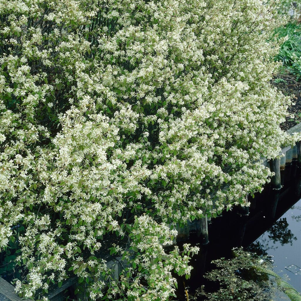 Juneberry Hedging | Amelanchier Canadensis - Image 4