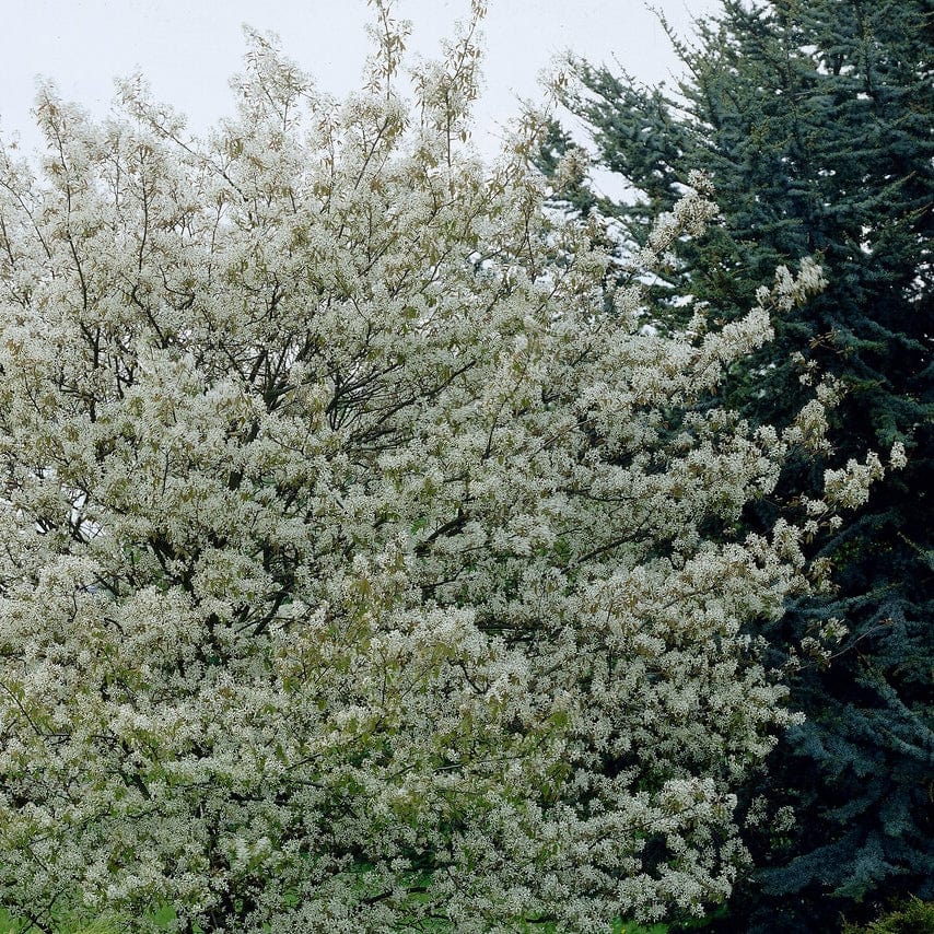 Juneberry Hedging | Amelanchier Canadensis - Image 5