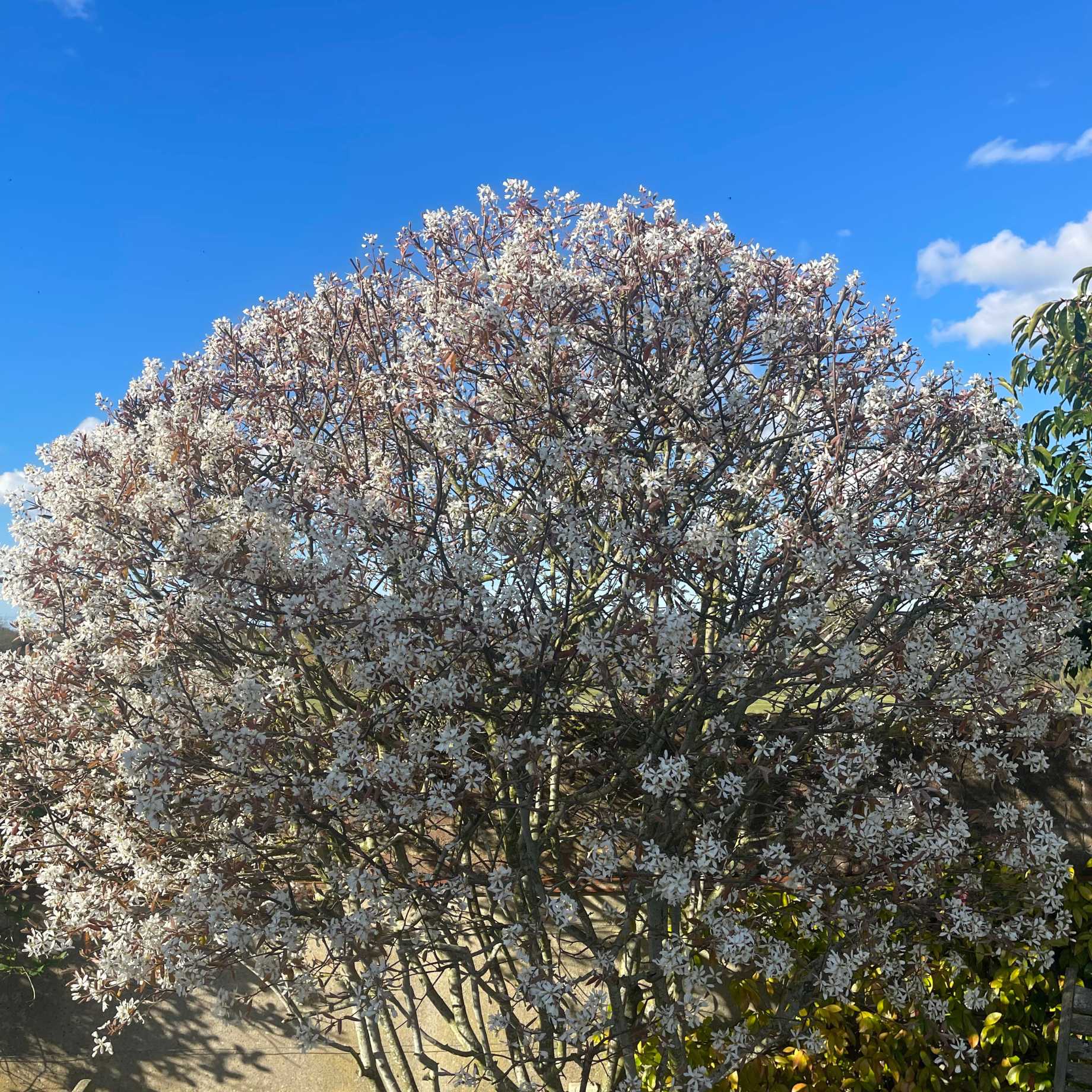 Juneberry Hedging | Amelanchier Canadensis - Image 6