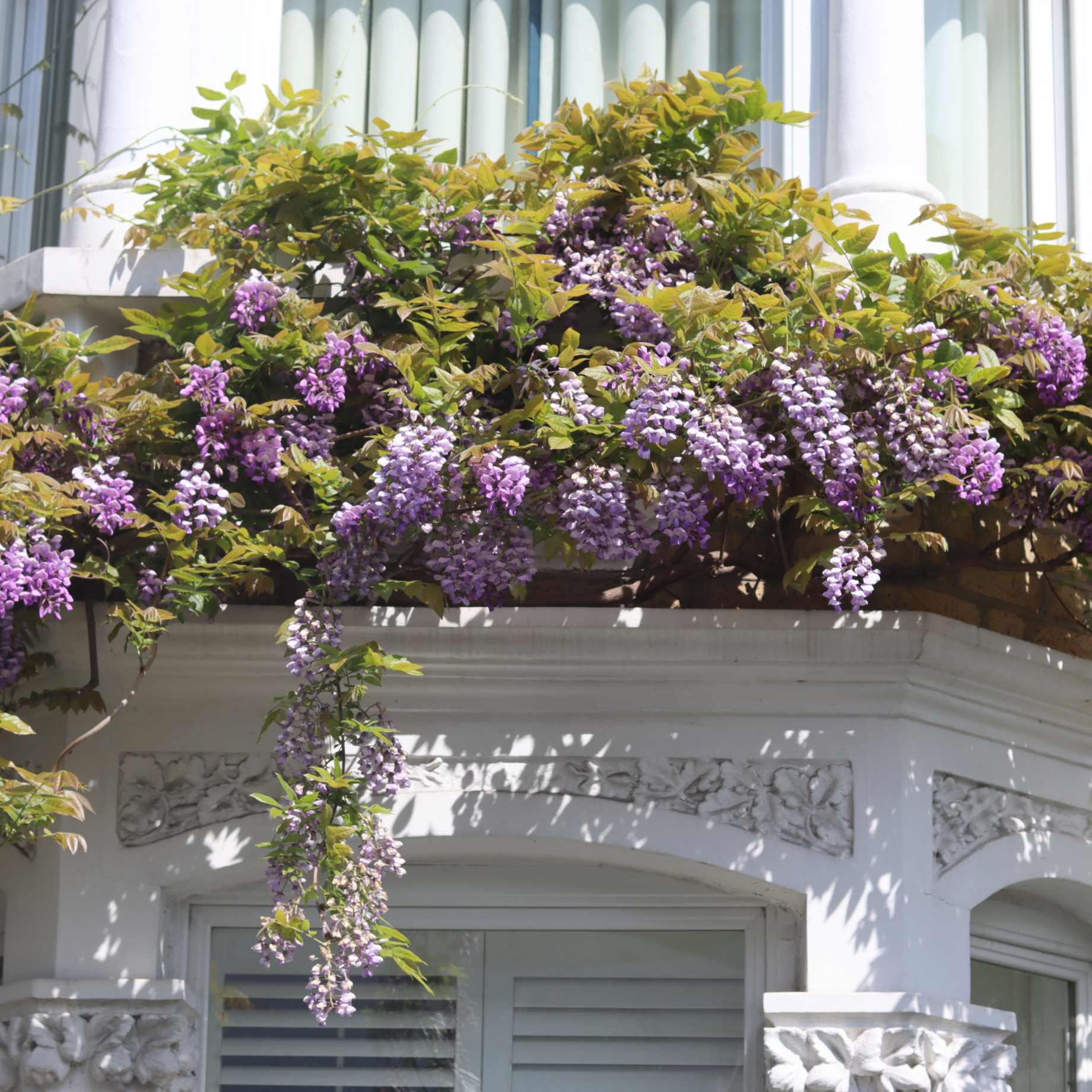 American Wisteria | Wisteria frutescens 'Amethyst Falls' - Image 2
