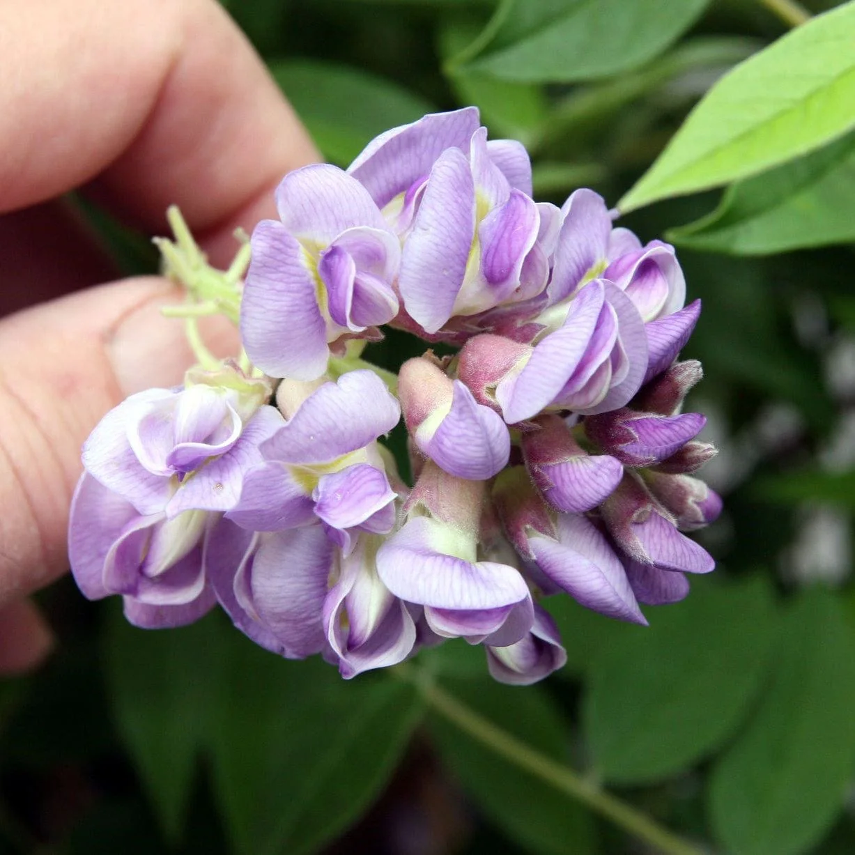 American Wisteria | Wisteria frutescens 'Amethyst Falls' - Image 3