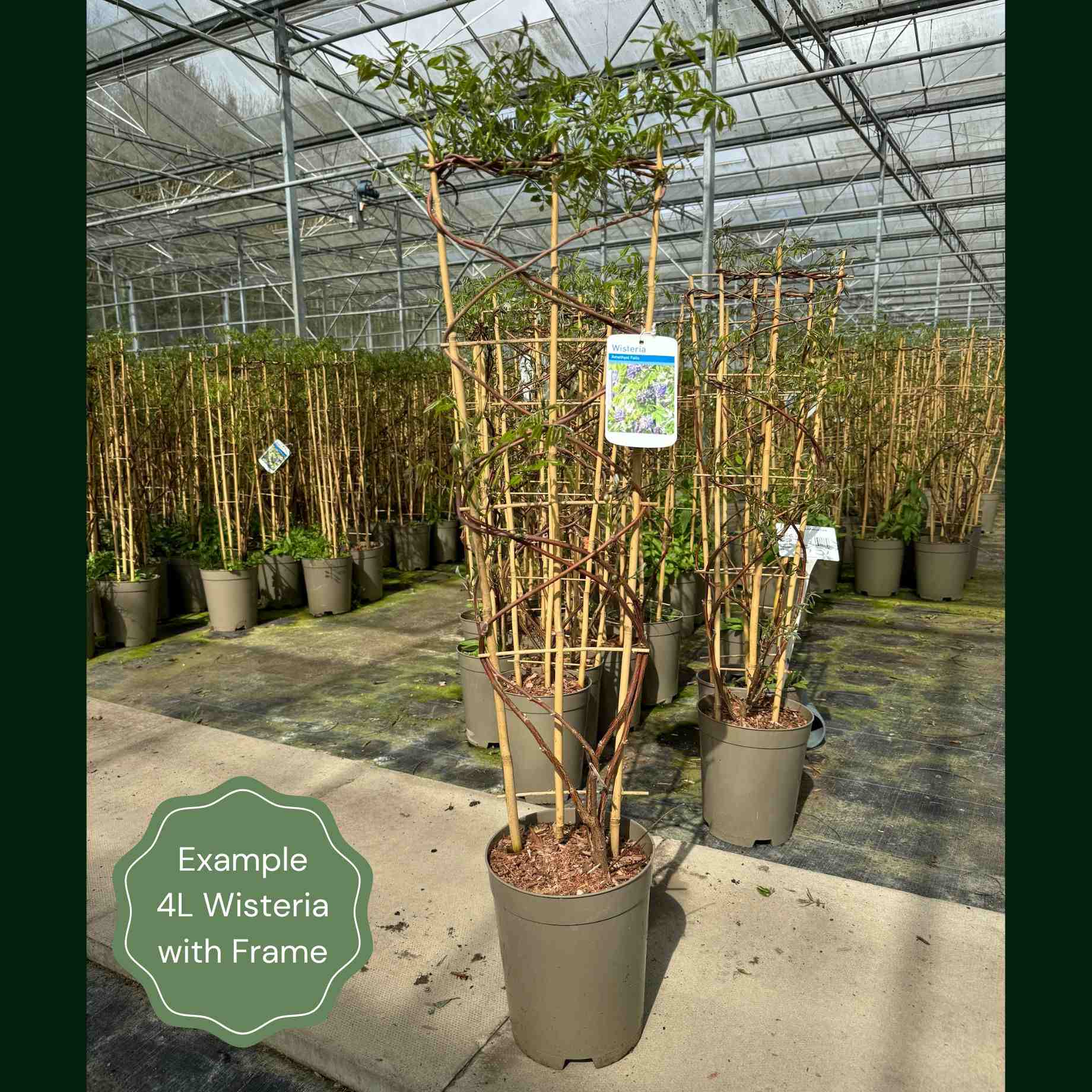American Wisteria | Wisteria frutescens 'Amethyst Falls' - Image 4