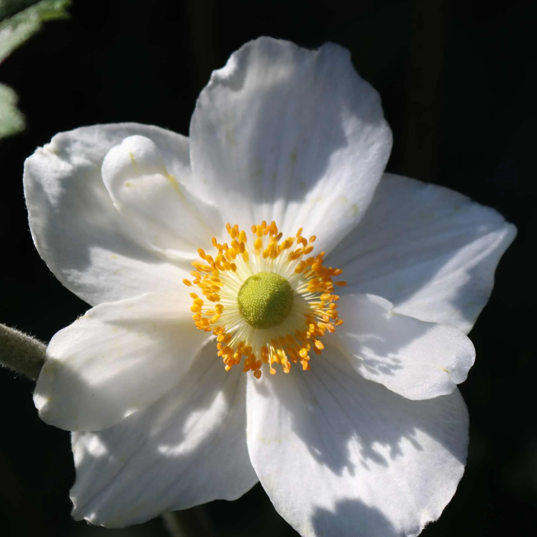 Anemone 'Elfin Swan'