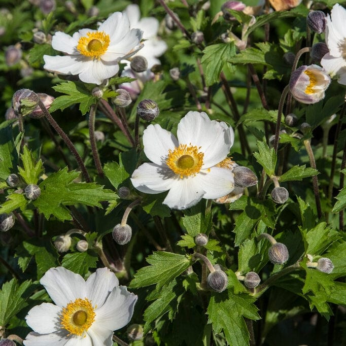 Anemone 'Elfin Swan' - Image 3