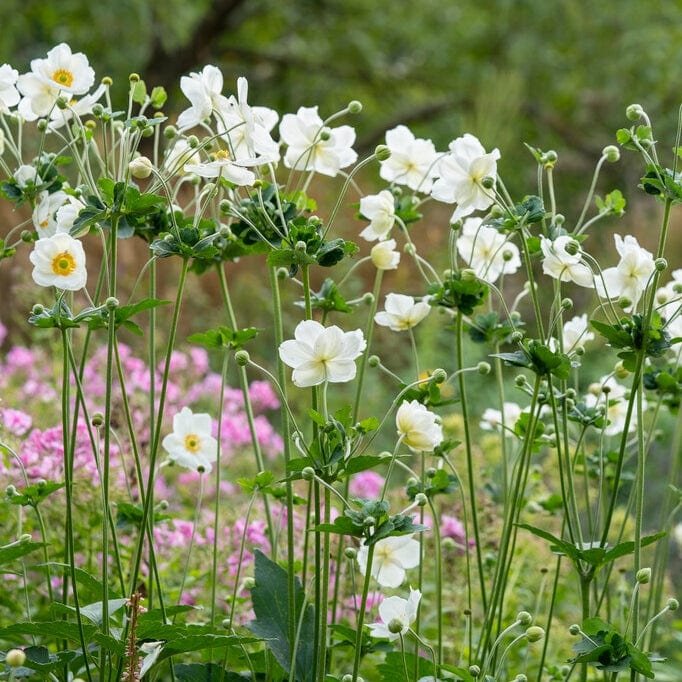 Anemone 'Elfin Swan' - Image 4