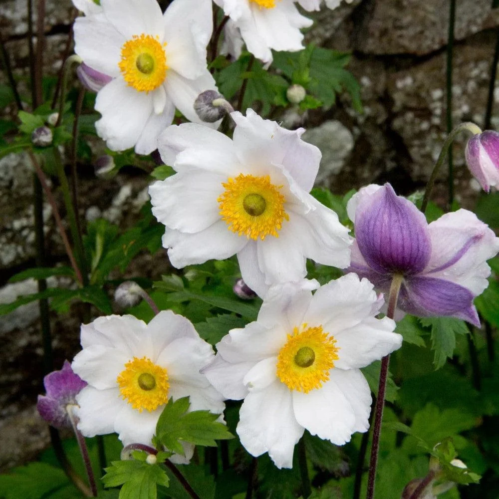 Anemone 'Ruffled Swan' - Image 3