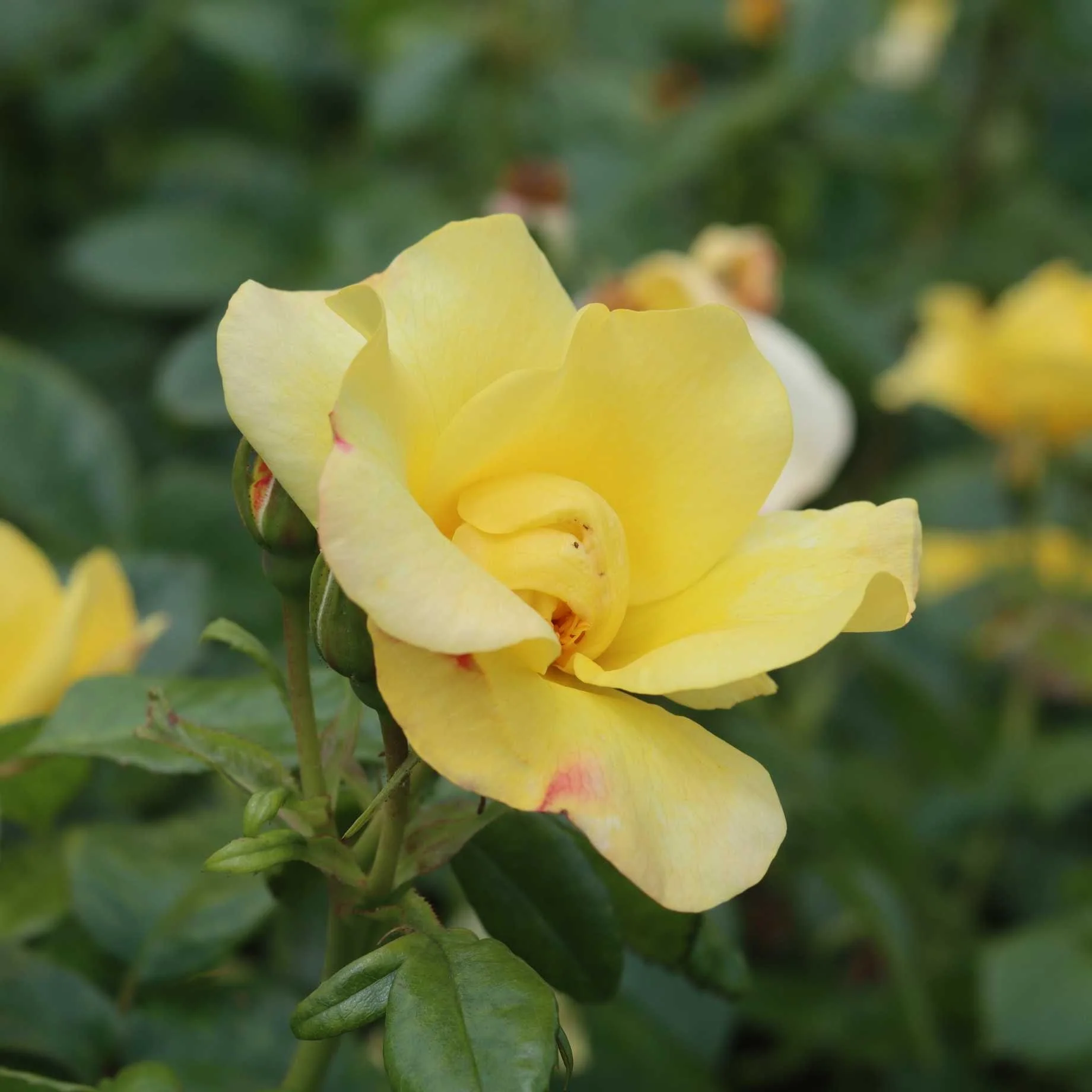 'Apple Jack' Floribunda Rose - Image 2