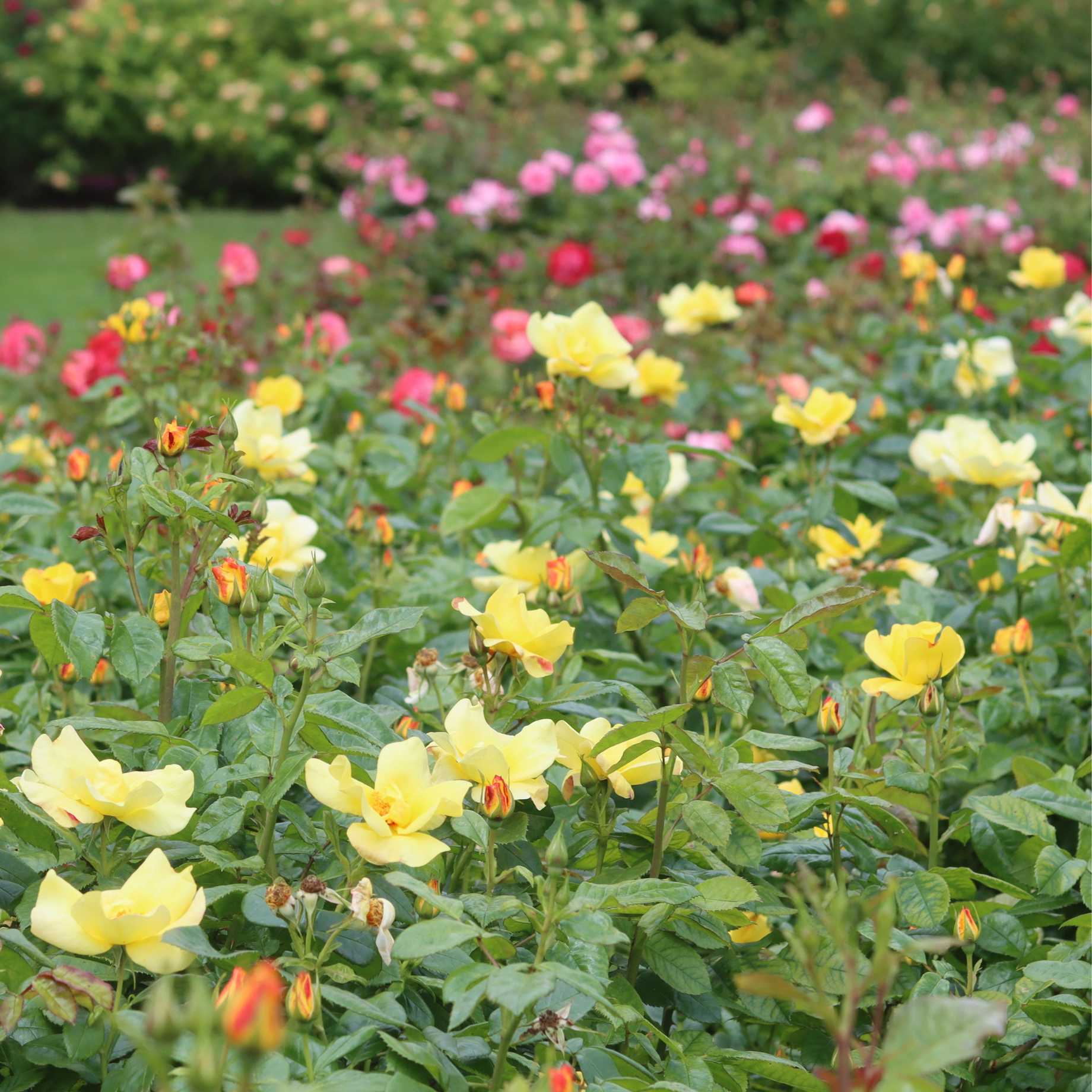 'Apple Jack' Floribunda Rose - Image 3
