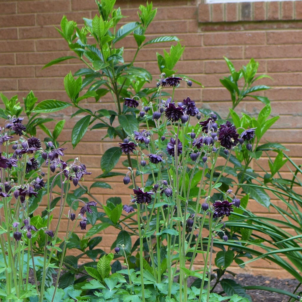 Aquilegia 'Black Barlow' - Image 3