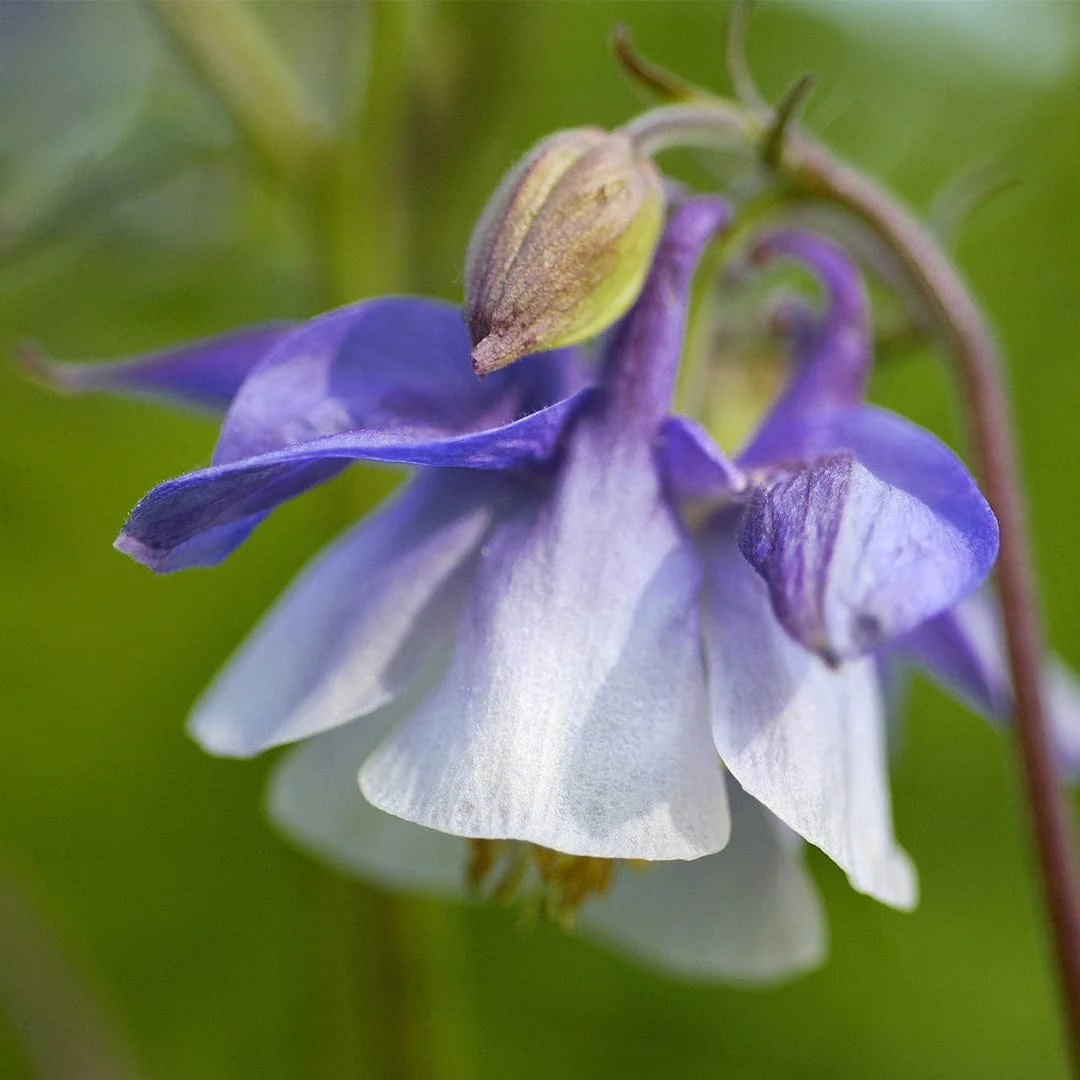 Aquilegia 'Spring Magic Blue & White' - Image 3