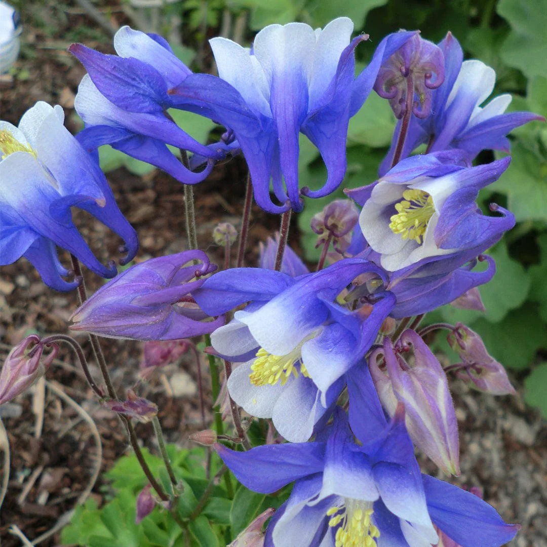 Aquilegia 'Spring Magic Blue & White' - Image 4