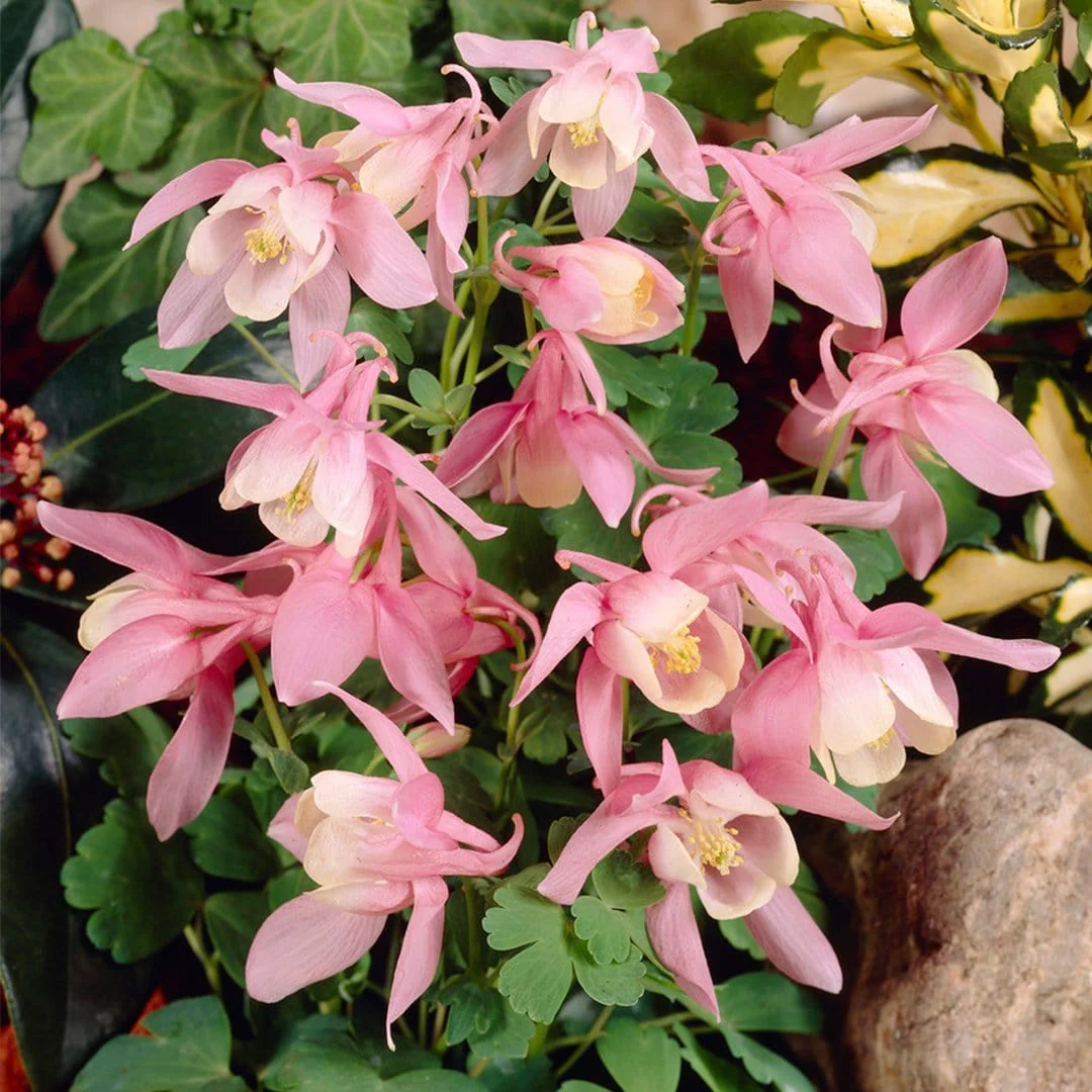 Aquilegia 'Spring Magic Rose & White' - Image 3
