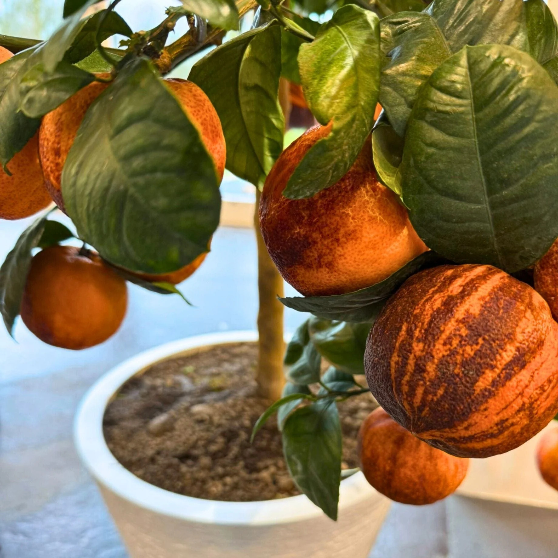 Tiger Orange Tree | Patio 'Arcobal' Orange - Image 3