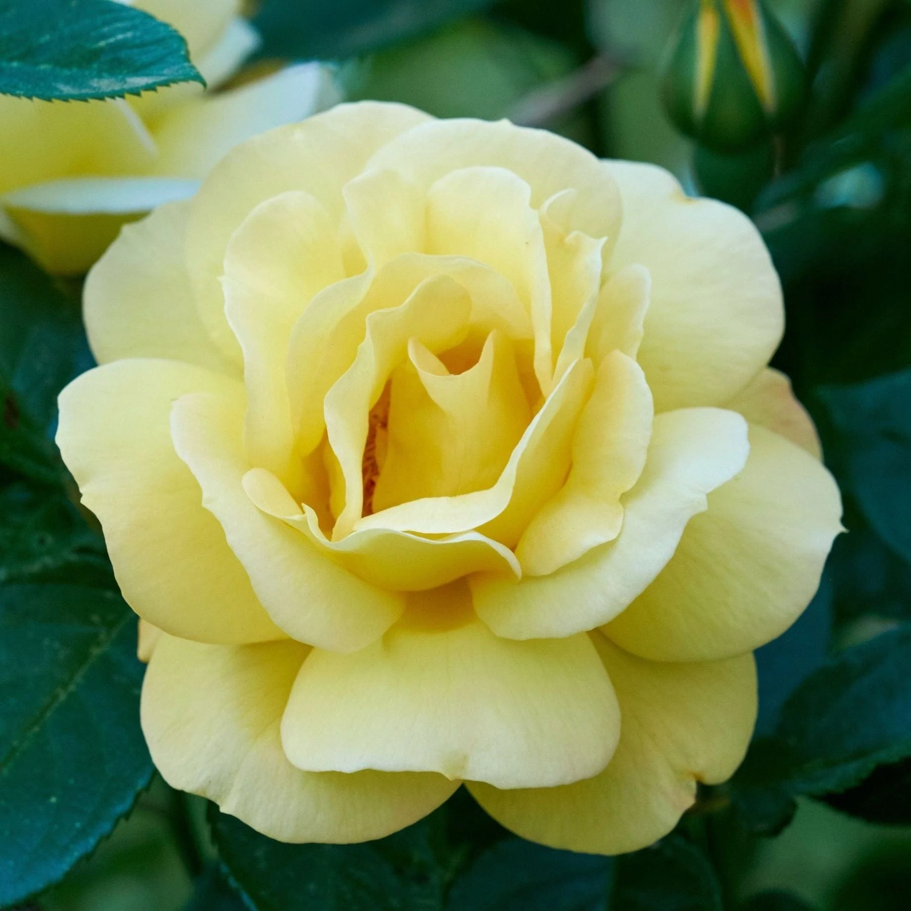 'Arthur Bell' Bush Rose