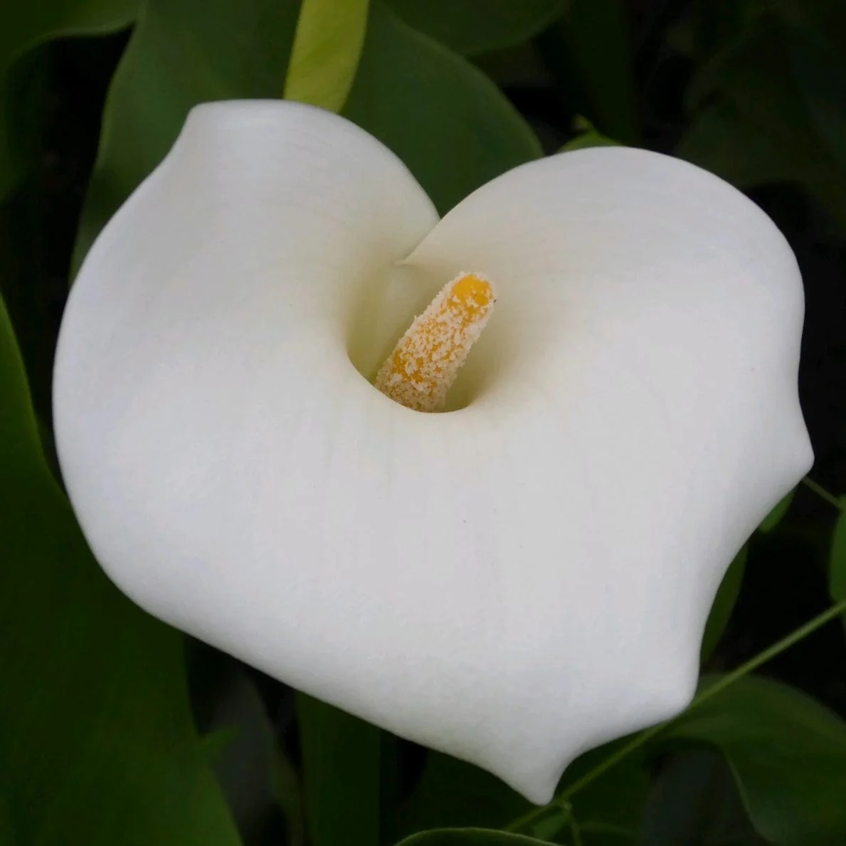 Arum Lily 'Crowborough'