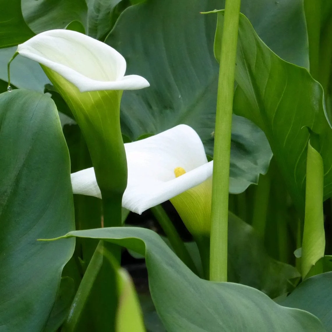 Arum Lily 'Crowborough' - Image 6