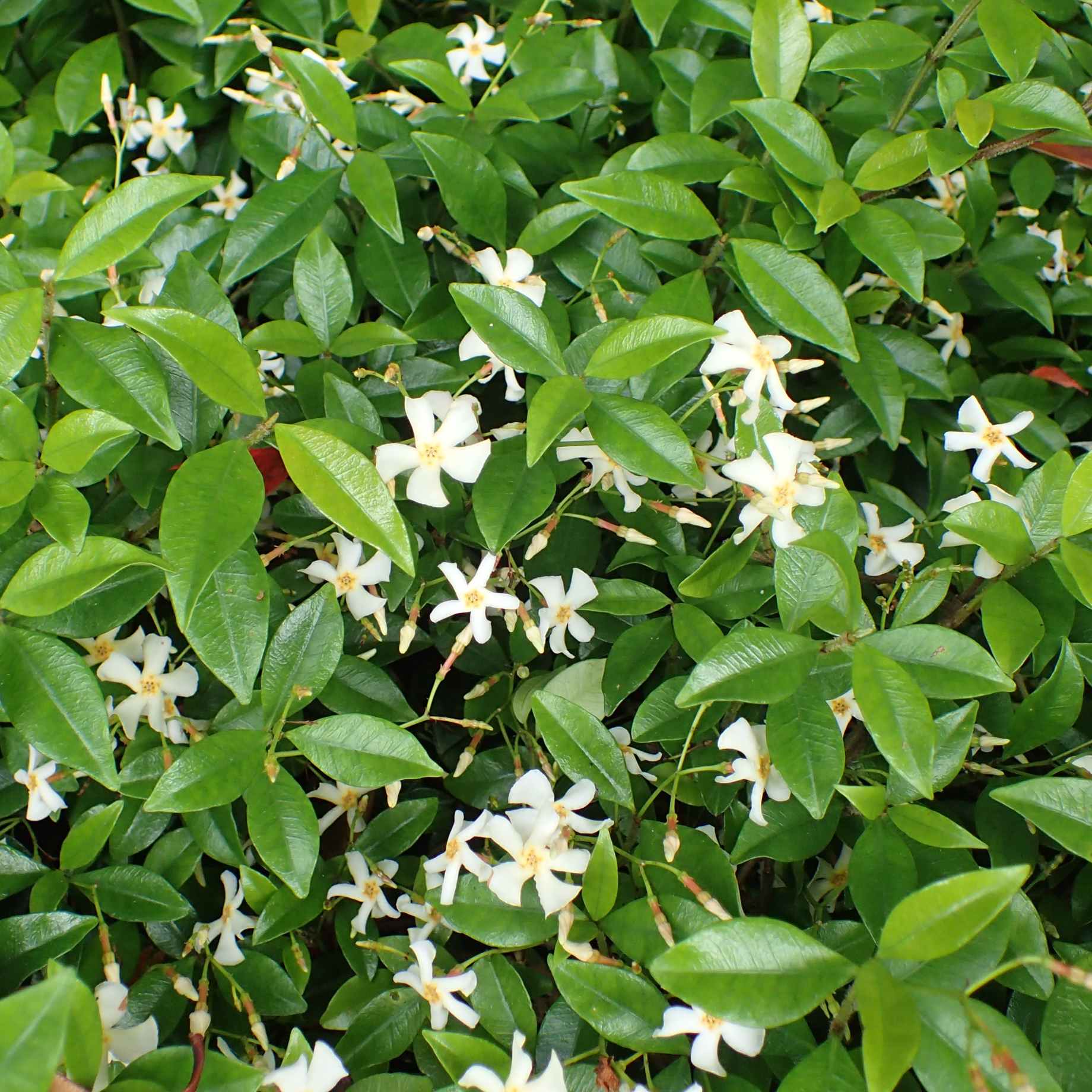 Asiatic Jasmine | Trachelospermum asiaticum 'Bella'