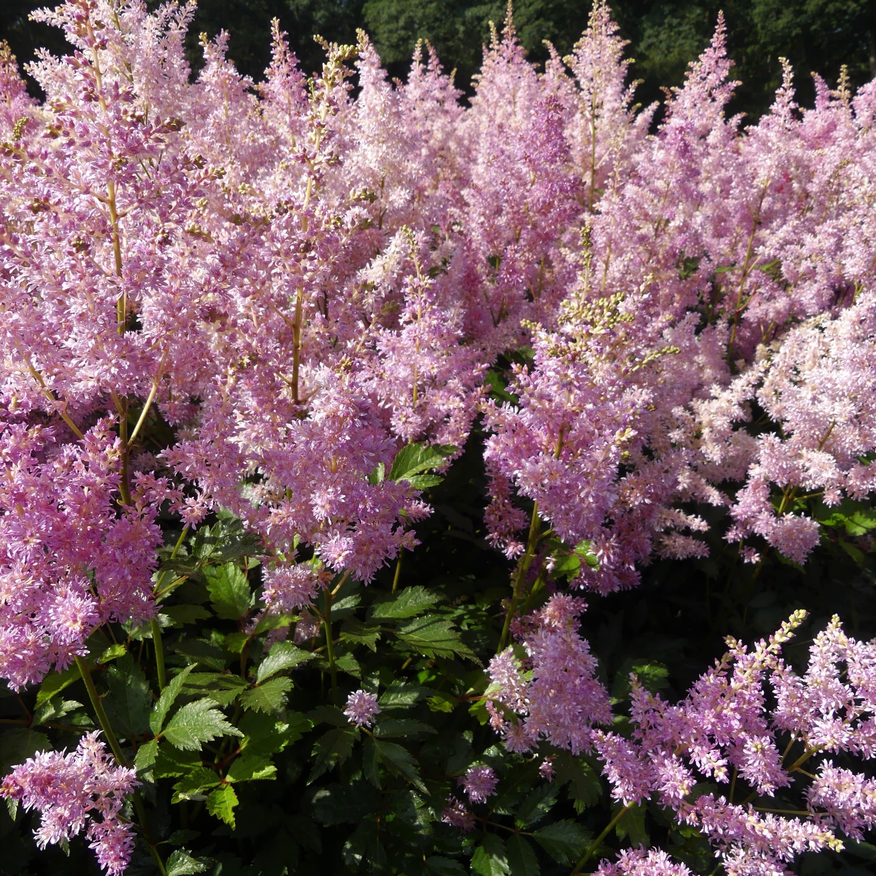 The Woodland Astilbe Collection - Image 3