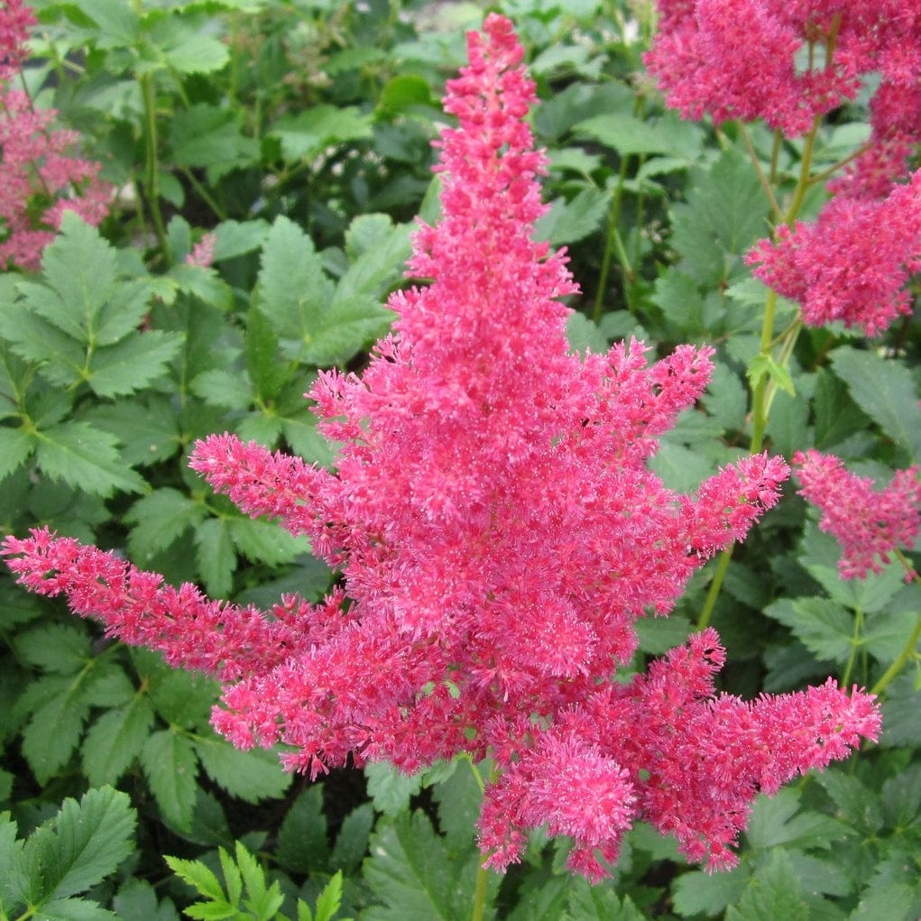 Astilbe Pink - Image 3