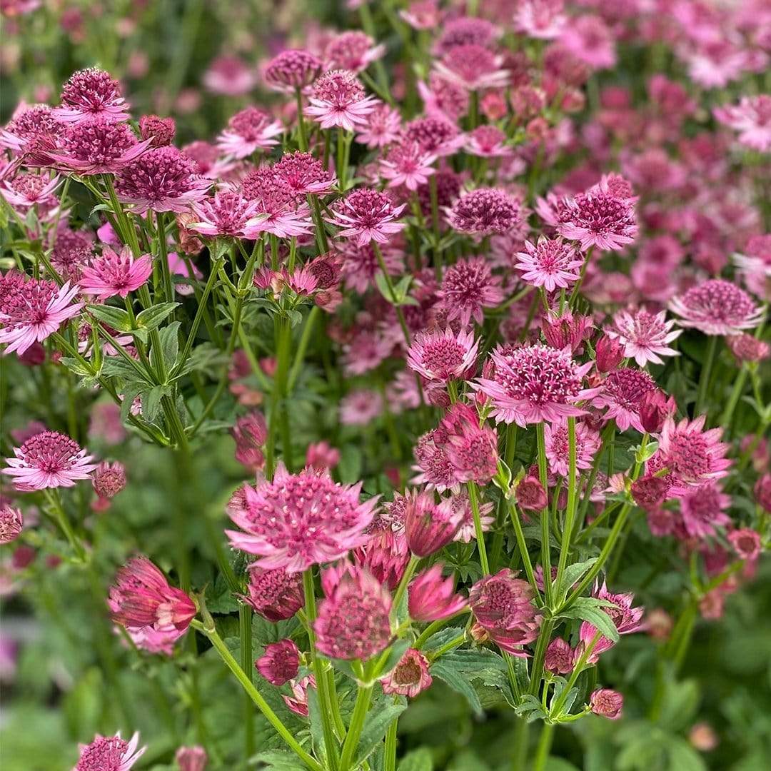 Astrantia 'Roma' - Image 2